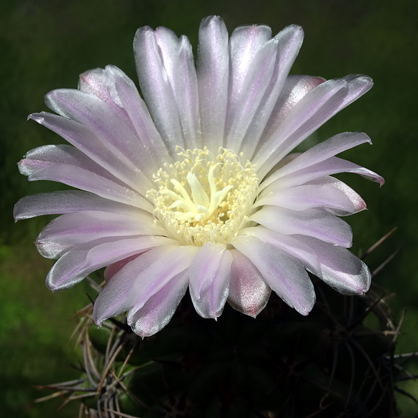 DSC02682Gymnocalycium achirasense