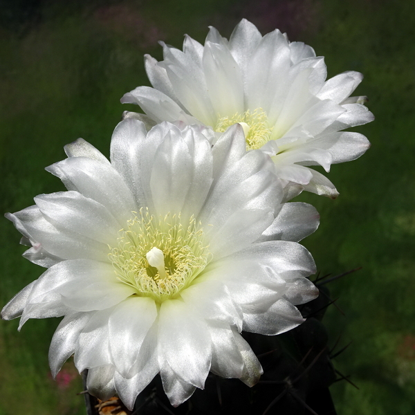 DSC02684Gymnocalycium sindae