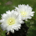 DSC02686Gymnocalycium sindae