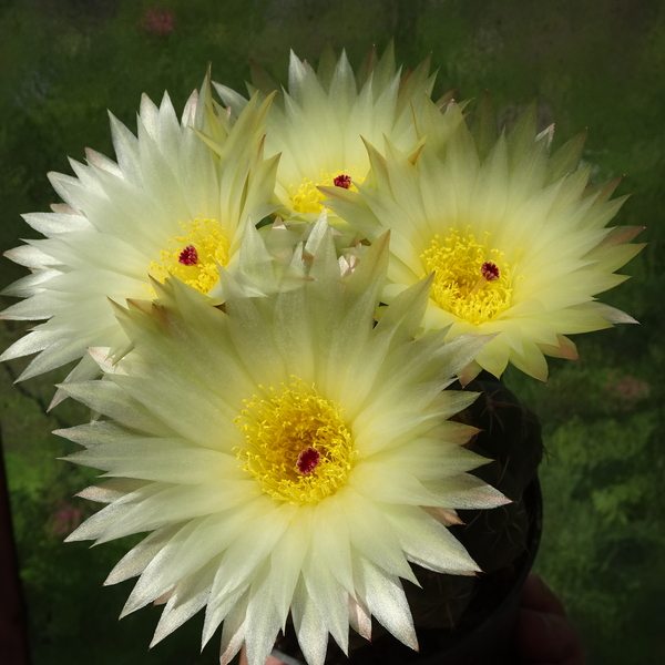 DSC02687Notocactus crassigibus