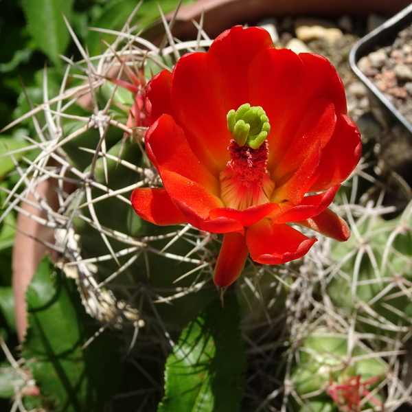 DSC02752Echinocereus triglochidiatus