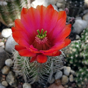 DSC02753Echinocereus hybr.