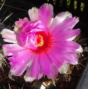 DSC02832Thelocactus bicolor