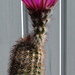 DSC02834Echinocereus nr2