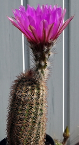 DSC02834Echinocereus nr2