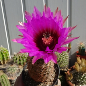 DSC02835Echinocereus nr2