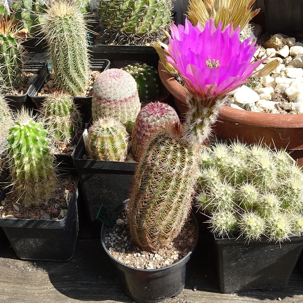 DSC02836Echinocereus nr2