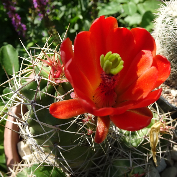 DSC02837Echinocereus triglochidiatus