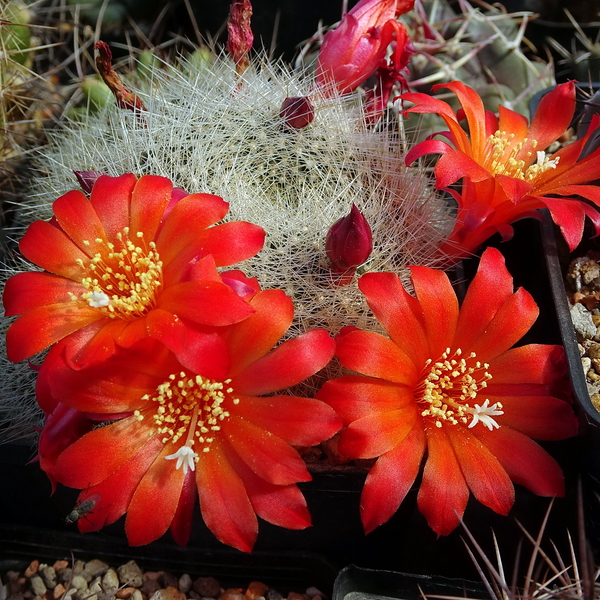 DSC02839Rebutia wessneriana cv. Ruby