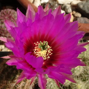 DSC02862Echinocereus nr2