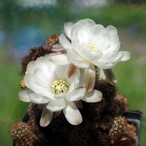 DSC02916Chamaecereus Happy Anniversary