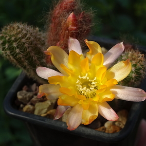 DSC02920Chamaecereus Lincoln Curls