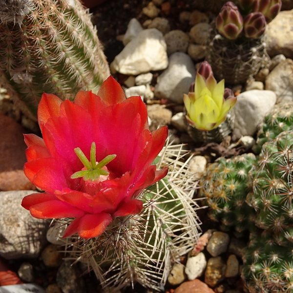 DSC02941Echinocereus hybr. Bailey SB211 xtroglochidiatus