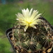 DSC02942Coryphantha nickelsiae