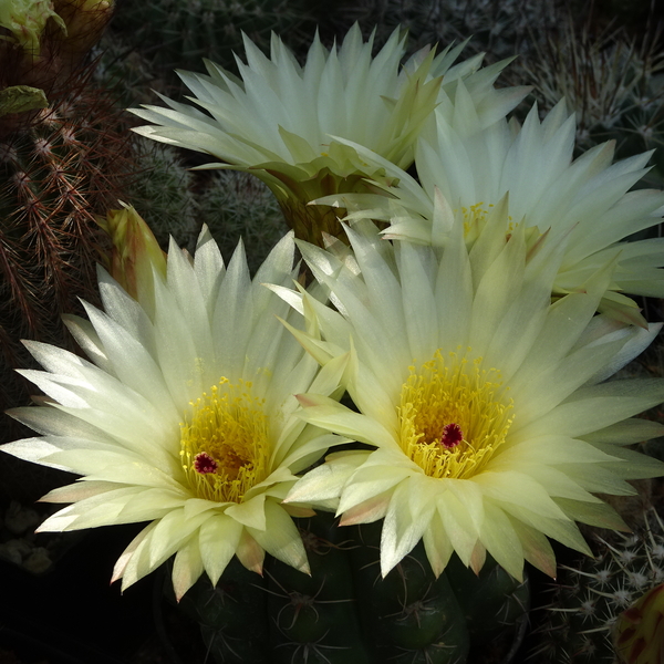 DSC02946Notocactus crassigibus