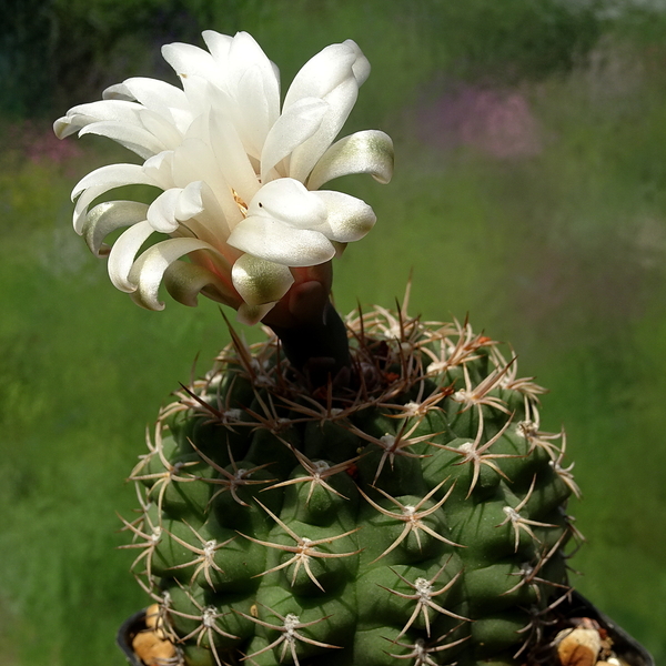 DSC02948Gymnocalycium guanchinense VS 39