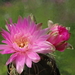 DSC02954Gymnocalycium denudatum 'Jan Šuba'