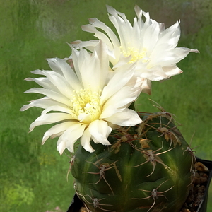 DSC02960Gymnocalycium denudatum