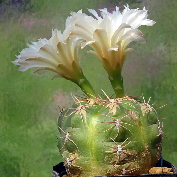 DSC02961Gymnocalycium denudatum