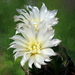 DSC02962Gymnocalycium denudatum