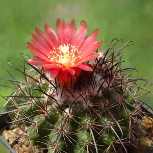 DSC02964Parodia culpinensis