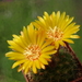 DSC02970Parodia weberiana TB422.1