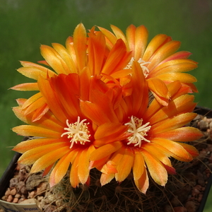 DSC02973Parodia herzogii TB738.2