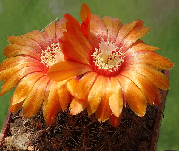 DSC02975Parodia rubellihamata P253