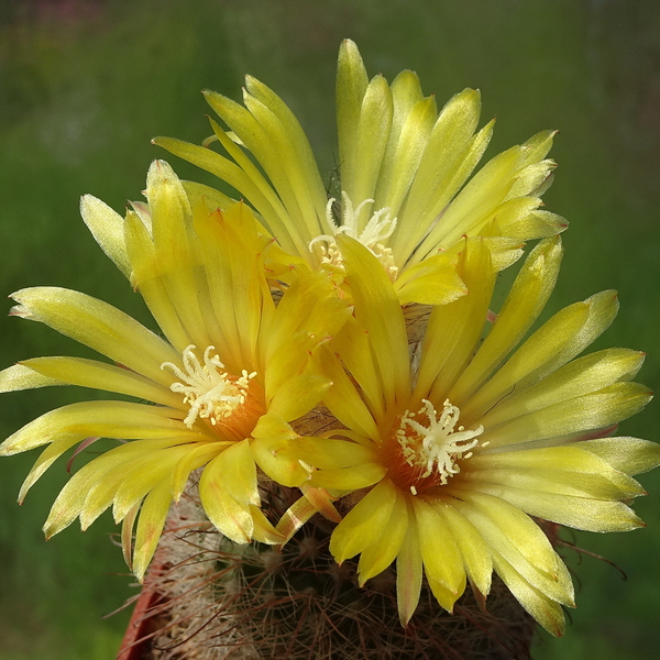 DSC02977Parodia riojensis TB459.3