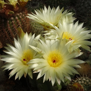 DSC02982Notocactus crassigibus