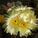 DSC02987Notocactus