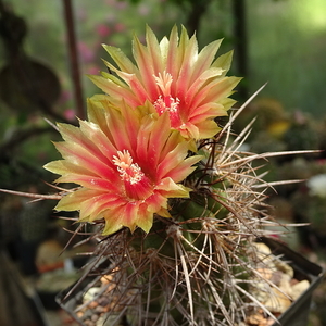 DSC02988Neoporteria heinrichiana ssp. simulans FK82