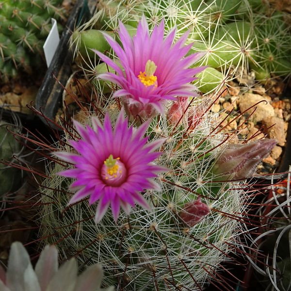 DSC02989Mammillaria wrightii