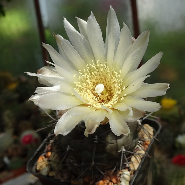 DSC02993Gymnocalycium sp. JRR 24