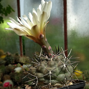 DSC02994Gymnocalycium sp. JRR 24