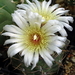 DSC02995Gymnocalycium borthii HV 673