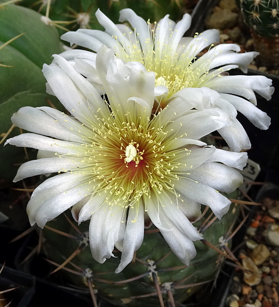 DSC02995Gymnocalycium borthii HV 673