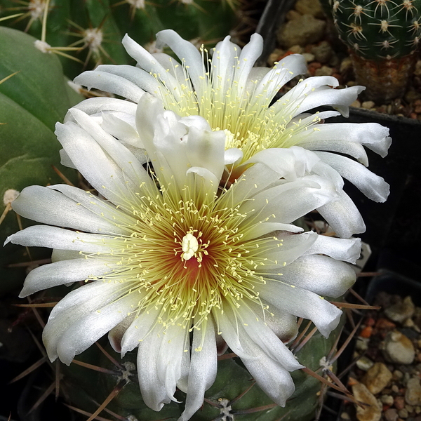 DSC02996Gymnocalycium borthii HV 673