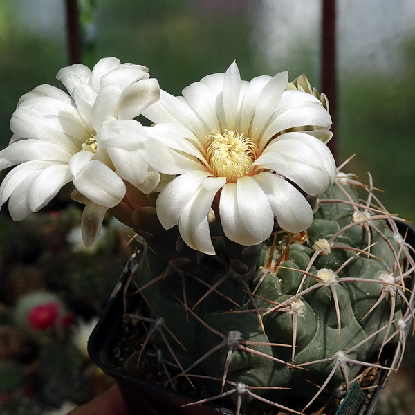 DSC02997Gymnocalycium moserianum