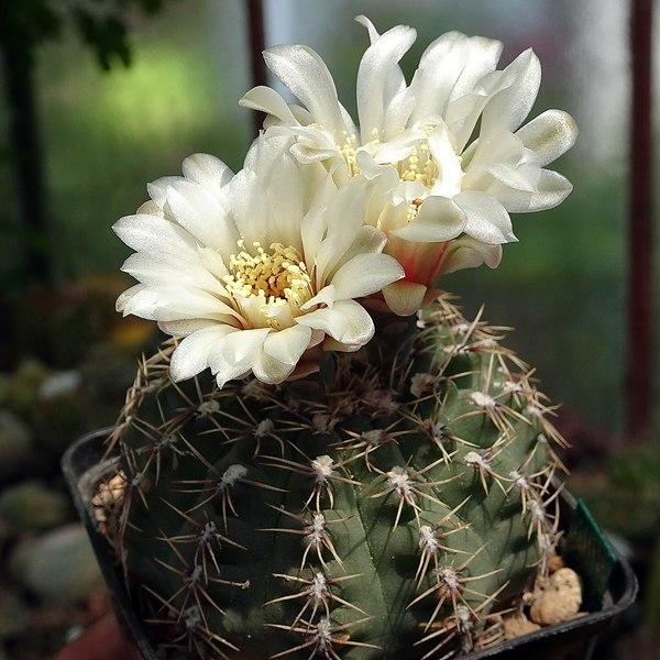 DSC02999Gymnocalycium quehlianum SE6