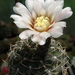 DSC03001Gymnocalycium kieslingii