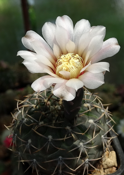 DSC03001Gymnocalycium kieslingii