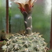 DSC03002Gymnocalycium kieslingii