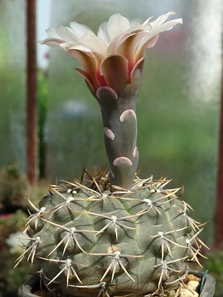 DSC03002Gymnocalycium kieslingii