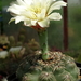 DSC03004Gymnocalycium leptanthum