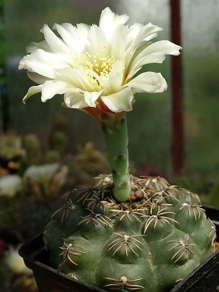 DSC03004Gymnocalycium leptanthum