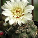 DSC03005Gymnocalycium leptanthum