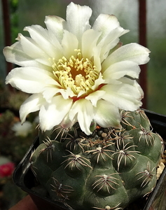 DSC03005Gymnocalycium leptanthum