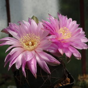 DSC03006Gymnocalycium denudatum 'Jan Šuba'