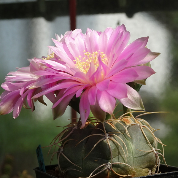 DSC03007Gymnocalycium denudatum 'Jan Šuba'